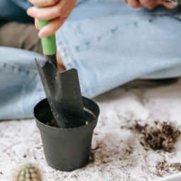Planting Trees You’ll Never Sit Under